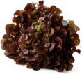 ENCIAM FULLA DE ROURE